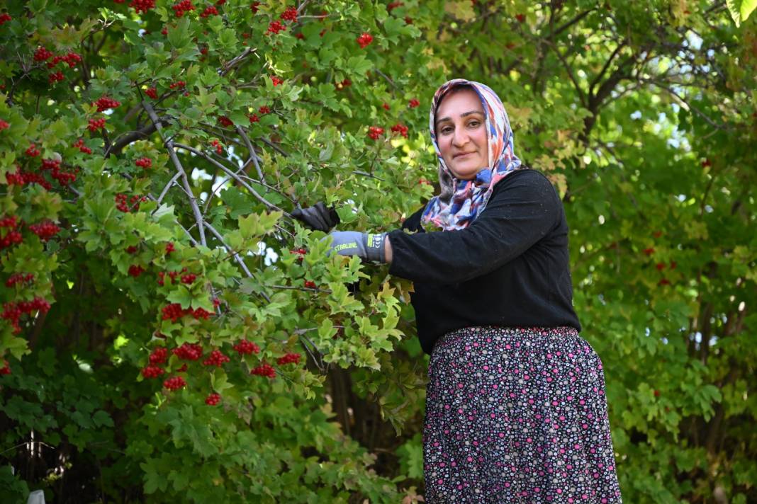 Kayseri'nin ünlü meyvesinde hasat başladı. Böbrek taşını düşürüyor. Ağrıyı şıp diye kesiyor 1